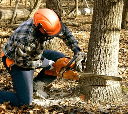 Tree Removal in Pine Apple, AL